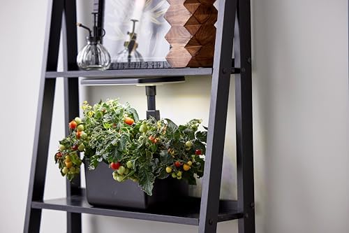 Tomato plants growing on a ladder shelf indoors.